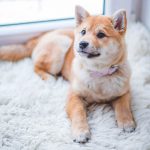 Dlaczego warto by pies spał na legowisku