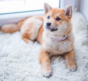 Dlaczego warto by pies spał na legowisku